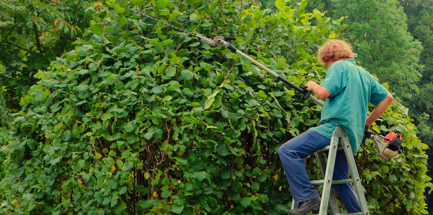 Man trimming a hedge