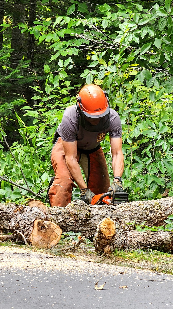 A main chopping up a tree that has been felled.