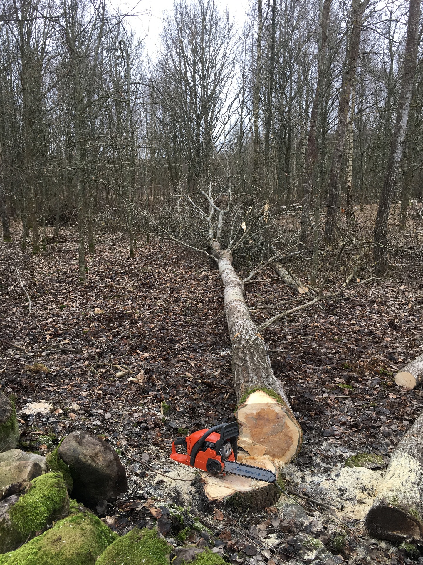 A cut tree and a chainsaw showing an example of tree-felling.